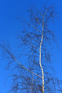 Trunk branch slender photo