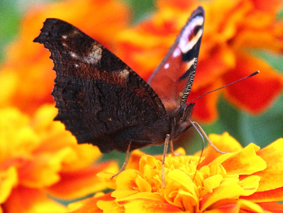 Nature garden closeup