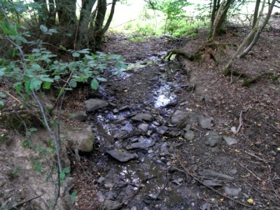 Michelbach Übergang Wiese in Wald R0019896