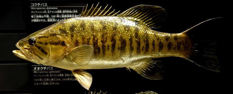 Micropterus dolomieu - National Museum of Nature and Science, Tokyo - DSC07146