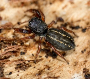 Metacyrba taeniola similis 8115030
