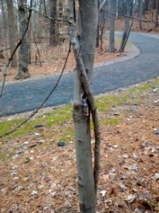 Micro geocache in a tree