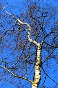 Trunk branch slender