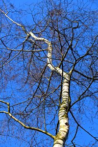 Trunk branch slender photo