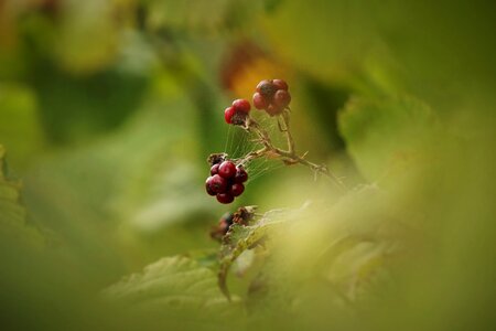 Bush green nature