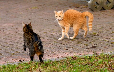 Nature cat pet