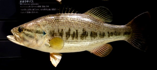 Micropterus salmoides - National Museum of Nature and Science, Tokyo - DSC07147