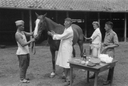 Medische behandeling van een paard, Bestanddeelnr 3-5-4