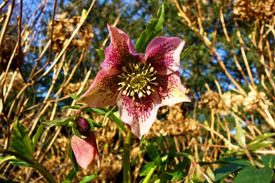 Blossom petal pistil
