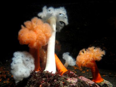 Metridium farcimen - MBA - DSC06985