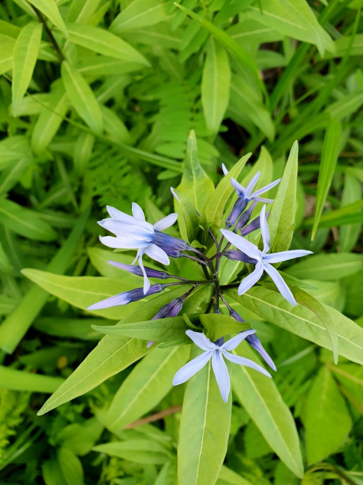 Mid-April plants at Institute for Nature Study 2