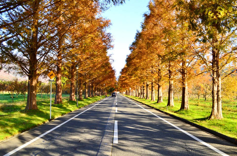 Metasequoia Namiki in 2019-2