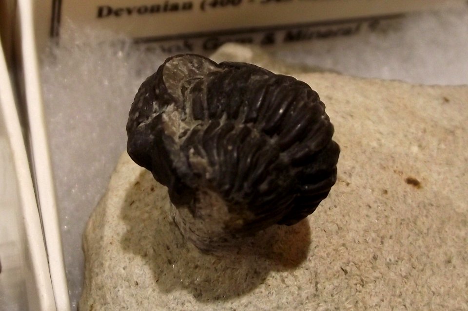 Metacanthina barrandei
