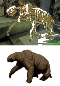 Megalonyx wheatleyi skeleton & restoration