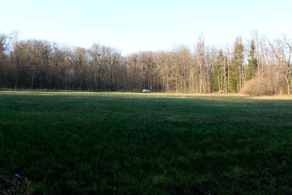 Meadows at Waldwiesenbach Oberhöchstadt 2020-03-25 01