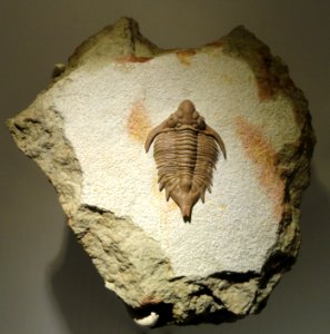 Metopolichas erici, Middle Ordovician, Obukhovo Formation, St. Petersburg region, Russia - Houston Museum of Natural Science - DSC01534