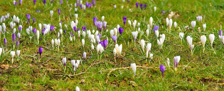 Grass crocus garden