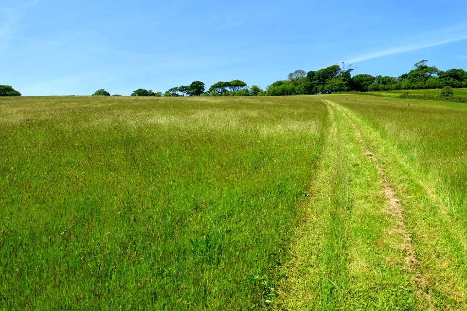 Meadow walkway - Lost Gardens of Heligan - Cornwall, England - DSC02679