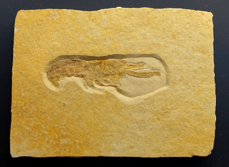 Mecochirus sp. - Museum fur Naturkunde, Berlin - DSC09966