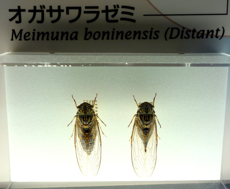 Meimuna boninensis (Distant) - National Museum of Nature and Science, Tokyo - DSC07096