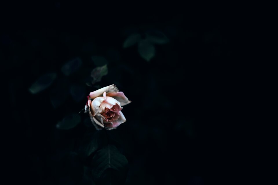 Plant rose blue rose