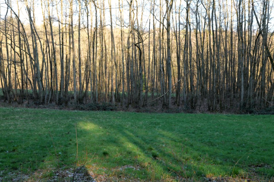Meadows at Waldwiesenbach Oberhöchstadt 2020-03-25 10