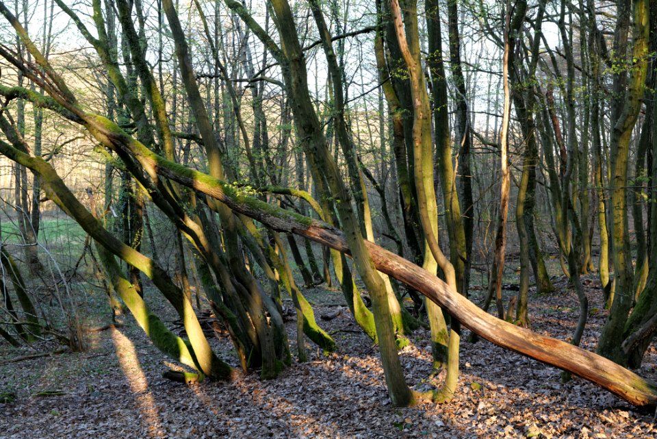 Meadows at Waldwiesenbach Oberhöchstadt 2020-03-25 14