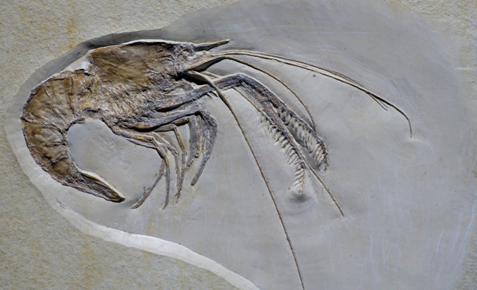 Mecochirus longimanatus - Museum fur Naturkunde, Berlin - DSC09957