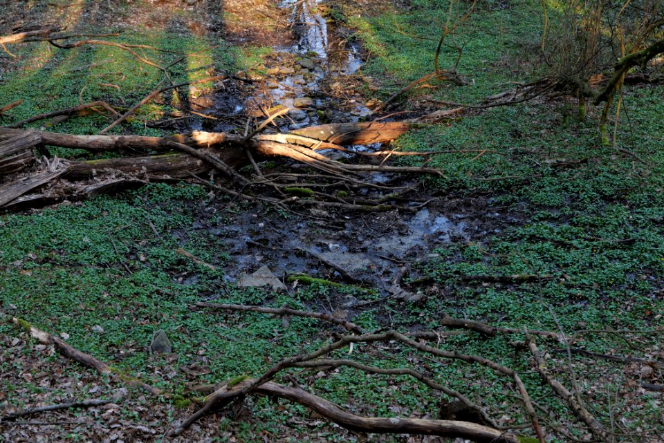 Meadows at Waldwiesenbach Oberhöchstadt 2020-03-25 12