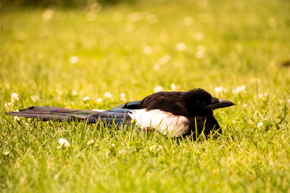 Nature wildlife animal