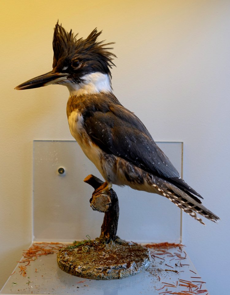 Megaceryle alcyon - Redpath Museum - McGill University - Montreal, Canada - DSC08035