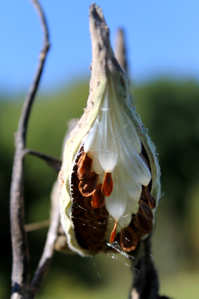 Milkweed pod