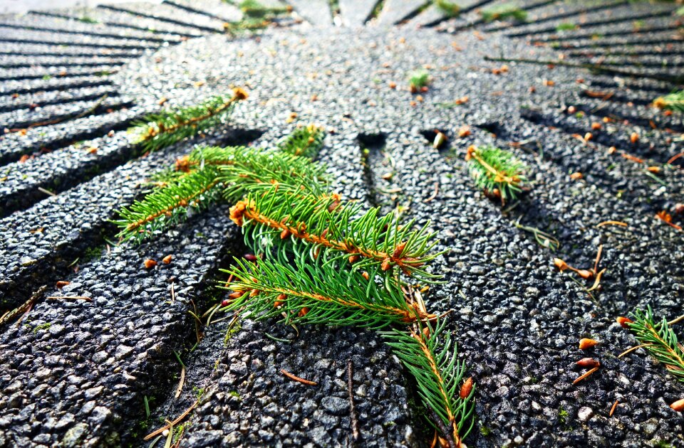 Needle evergreen fallen pine needle