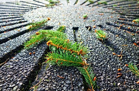 Needle evergreen fallen pine needle