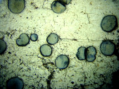 Megalospora gompholoma gompholoma 94108164