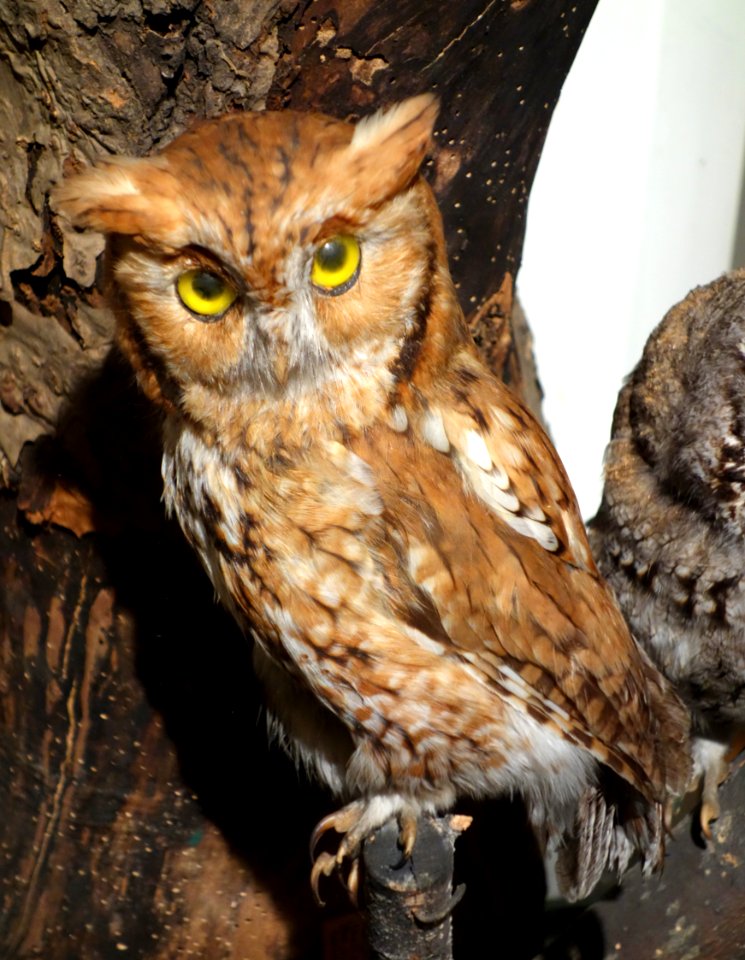 Megascops asio - Southern Vermont NHM - DSC08517