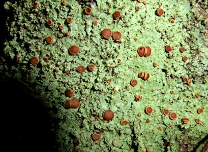 Megalospora knightii 17495318