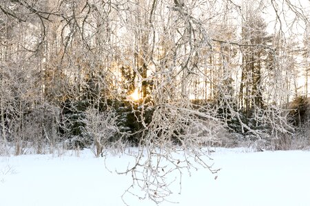 Frost frozen cold