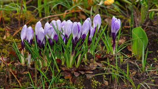 Season grass crocus photo