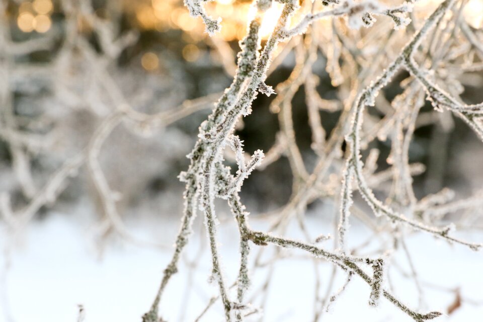 Nature snow tree