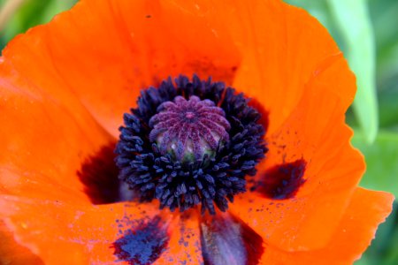 Mohnblüte (Sachsen)
