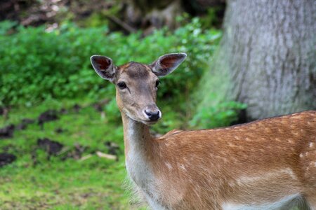 Animal scheu nature