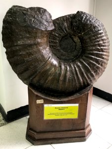 Molusco Cefalópodo