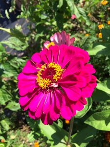 Garden blossom pink photo