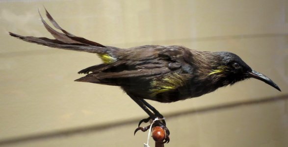 Moho bishopi (Bishop's 'O'o), Bishop Museum, Honolulu