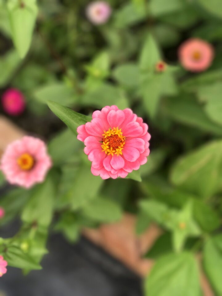 Garden blossom nature