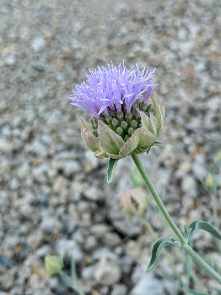 Monardella linoides sierrae 81713102