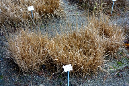 Molinia caerulea - Botanischer Garten, Dresden, Germany - DSC08744