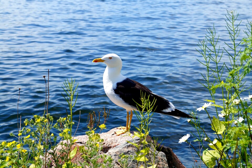 Fjäderholmarna summer sweden