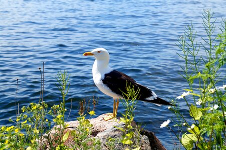 Fjäderholmarna summer sweden